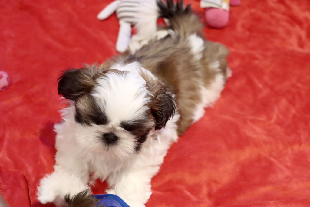 Chiot Elevage De La Ferme Des Mottes Eleveur De Chiens Shih Tzu