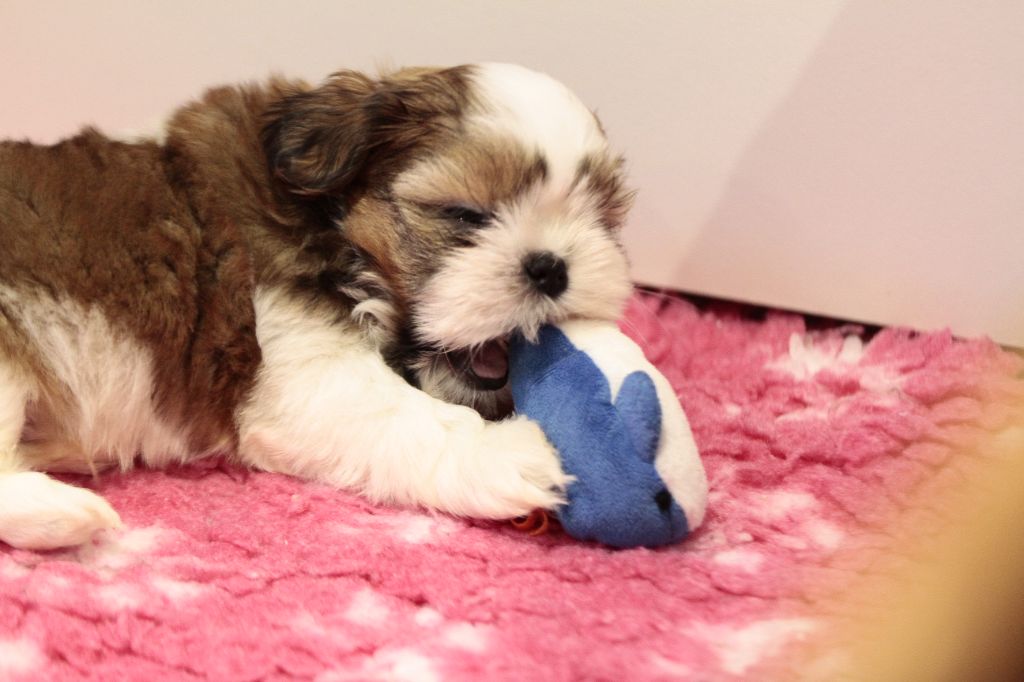 de la ferme des Mottes - Chiot disponible  - Shih Tzu