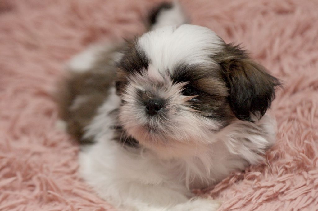 de la ferme des Mottes - Chiot disponible  - Shih Tzu