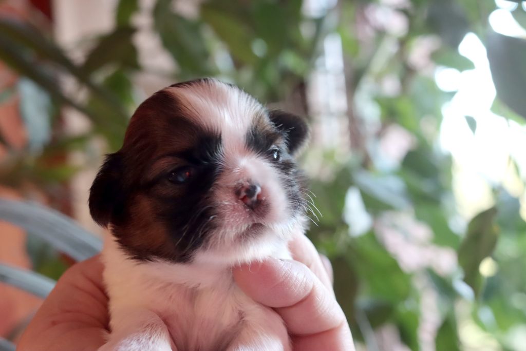 de la ferme des Mottes - Chiot disponible  - Shih Tzu