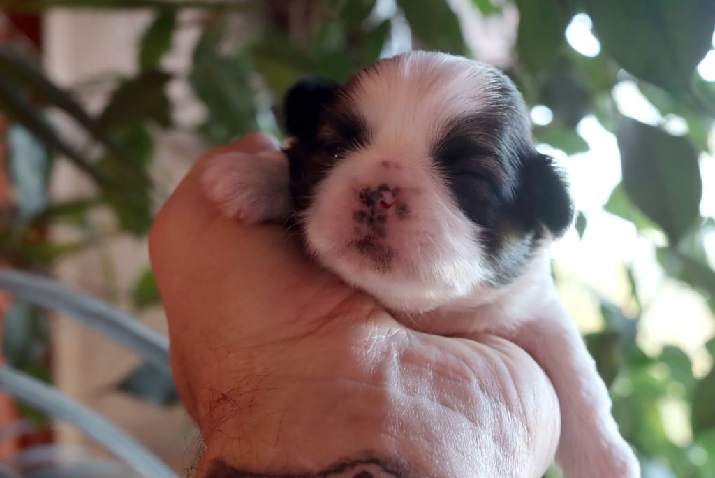 de la ferme des Mottes - Chiot disponible  - Shih Tzu