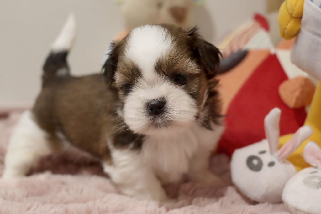 de la ferme des Mottes - Chiot disponible  - Shih Tzu