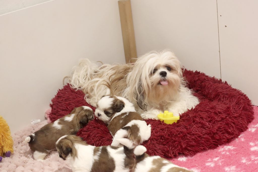 chiot Shih Tzu de la ferme des Mottes