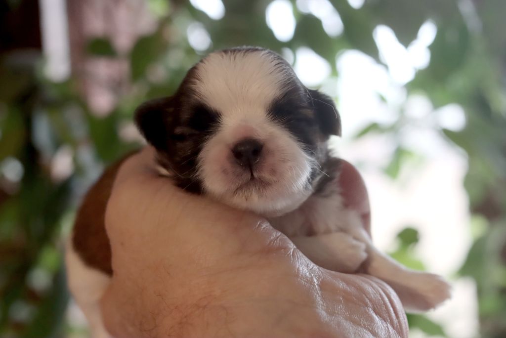 de la ferme des Mottes - Chiot disponible  - Shih Tzu