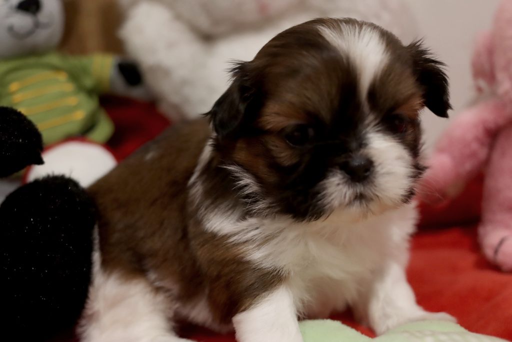 de la ferme des Mottes - Chiot disponible  - Shih Tzu