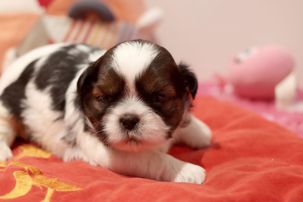 de la ferme des Mottes - Chiot disponible  - Shih Tzu