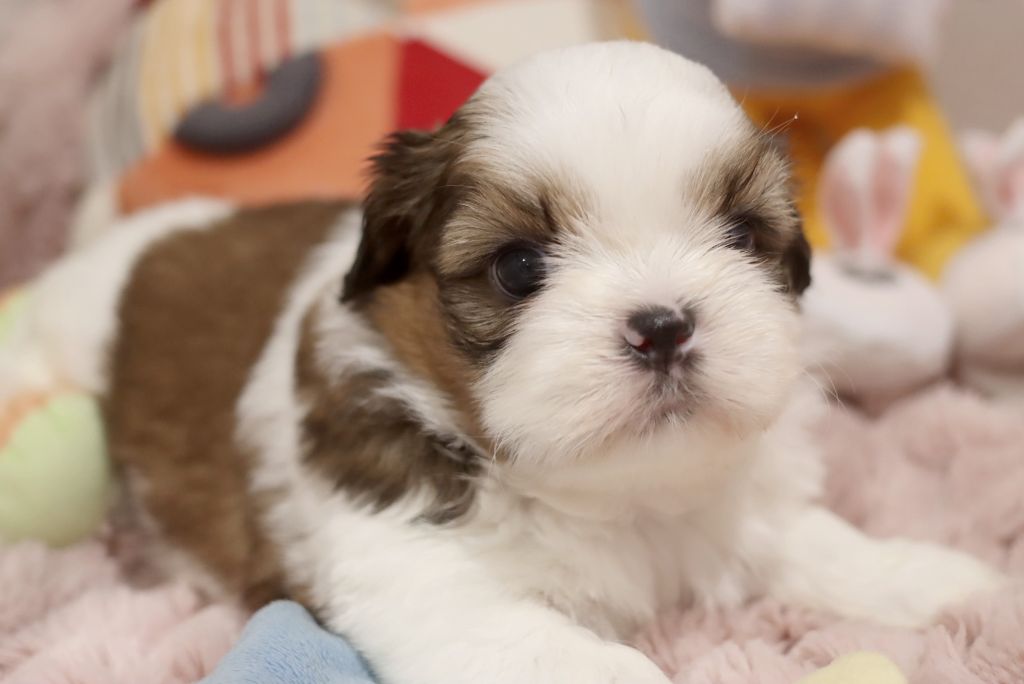 de la ferme des Mottes - Chiot disponible  - Shih Tzu