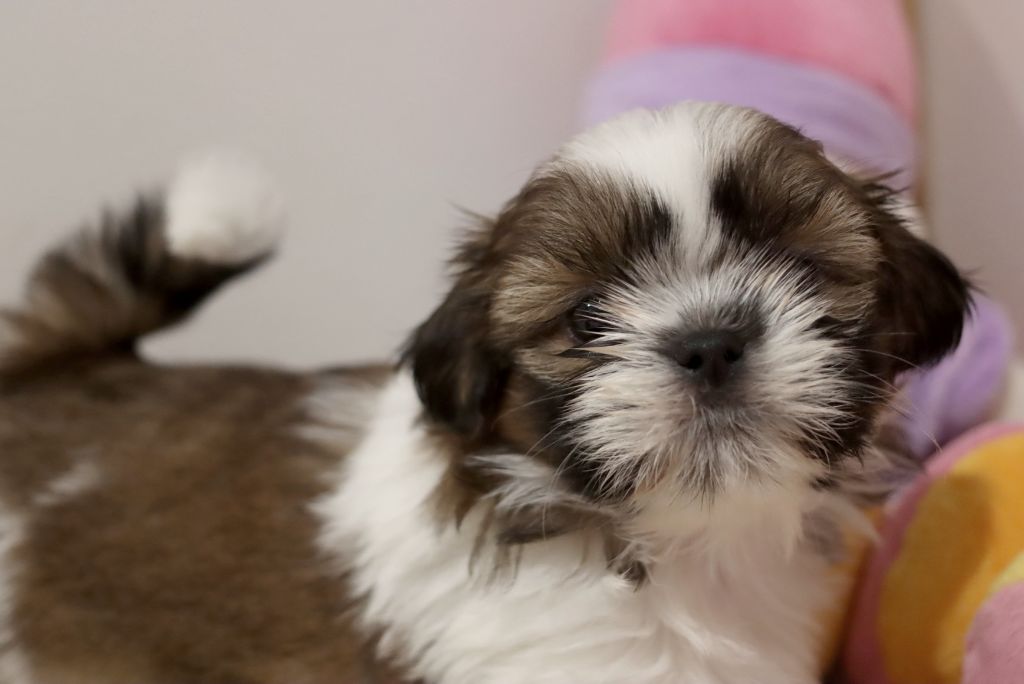 de la ferme des Mottes - Chiot disponible  - Shih Tzu