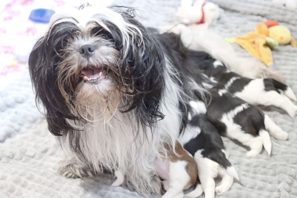 chiot Shih Tzu de la ferme des Mottes