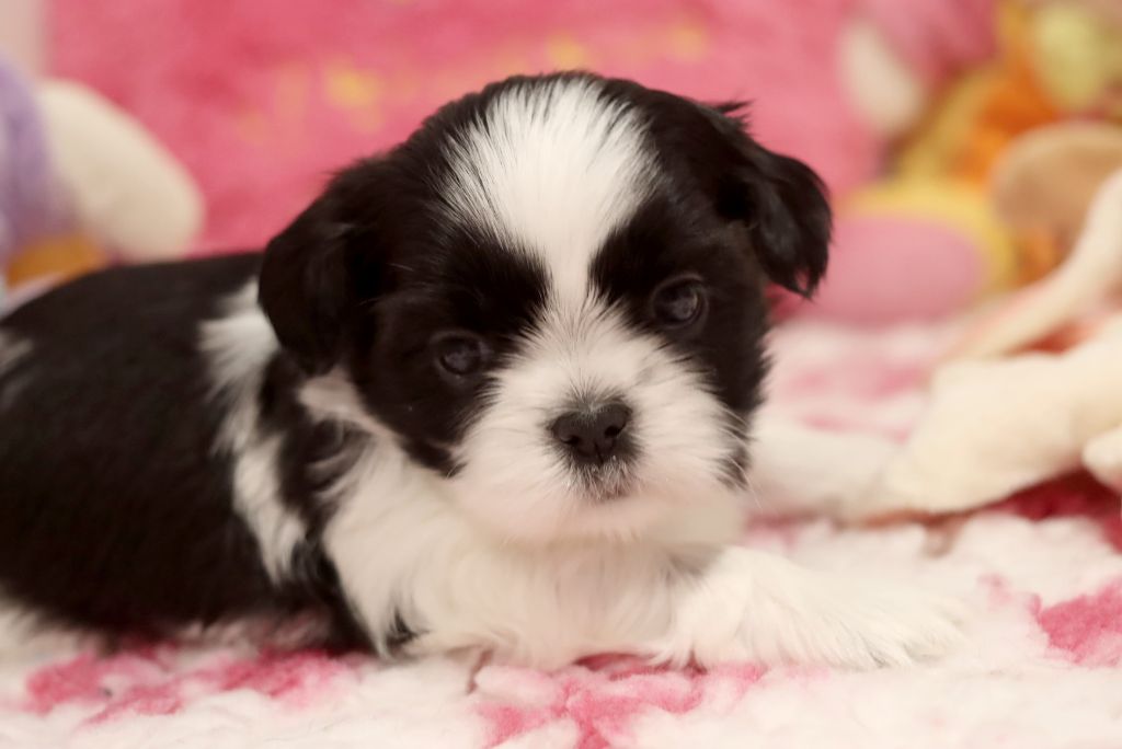 de la ferme des Mottes - Chiot disponible  - Shih Tzu