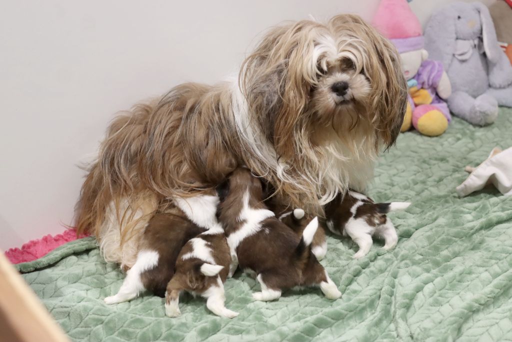 chiot Shih Tzu de la ferme des Mottes