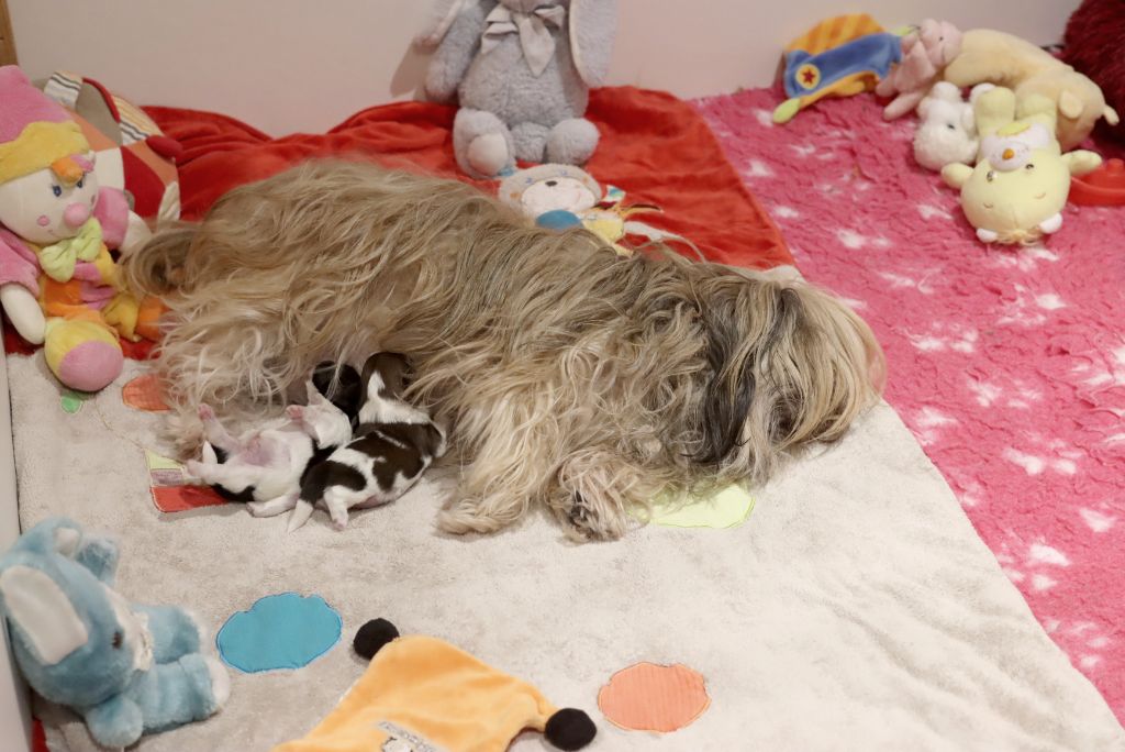 chiot Shih Tzu de la ferme des Mottes