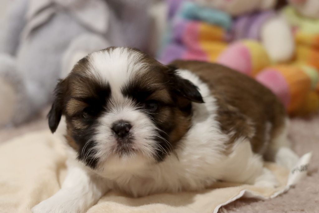 de la ferme des Mottes - Chiot disponible  - Shih Tzu