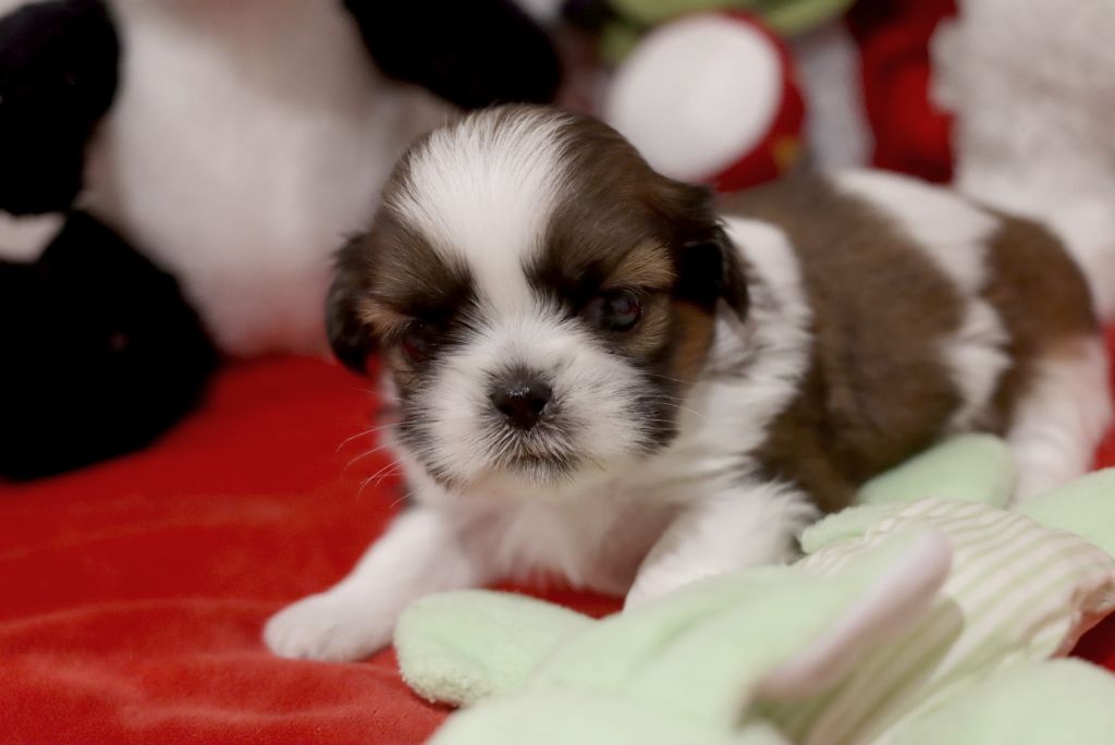 de la ferme des Mottes - Chiot disponible  - Shih Tzu