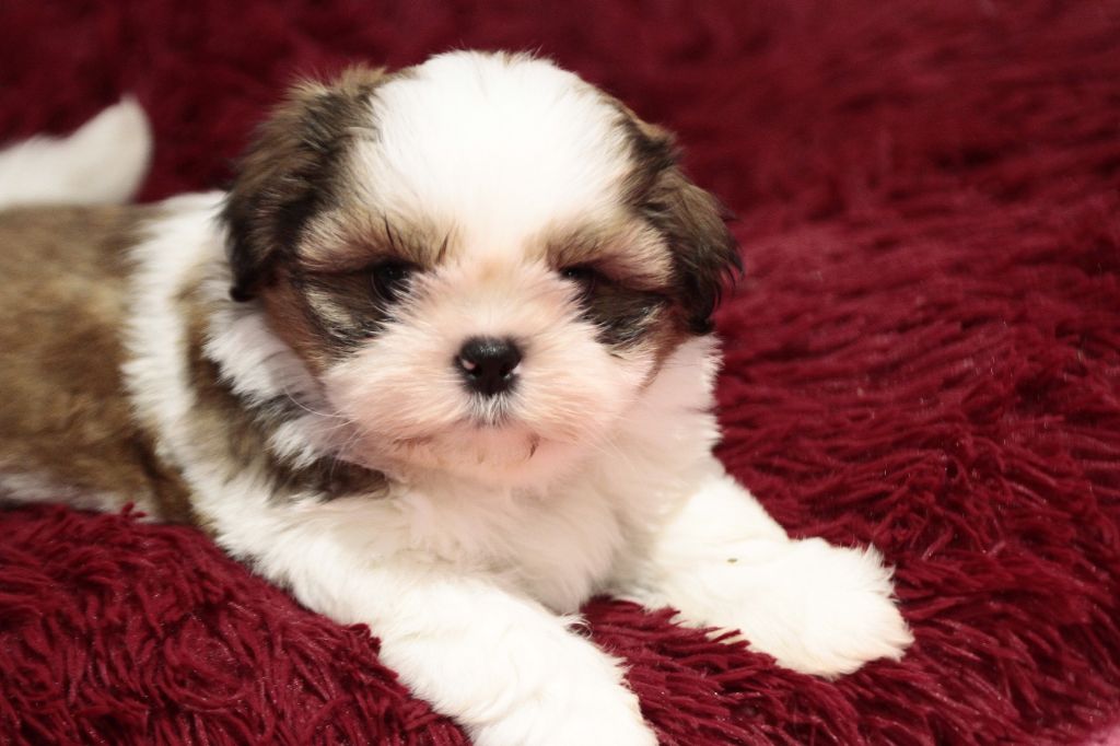 de la ferme des Mottes - Chiot disponible  - Shih Tzu