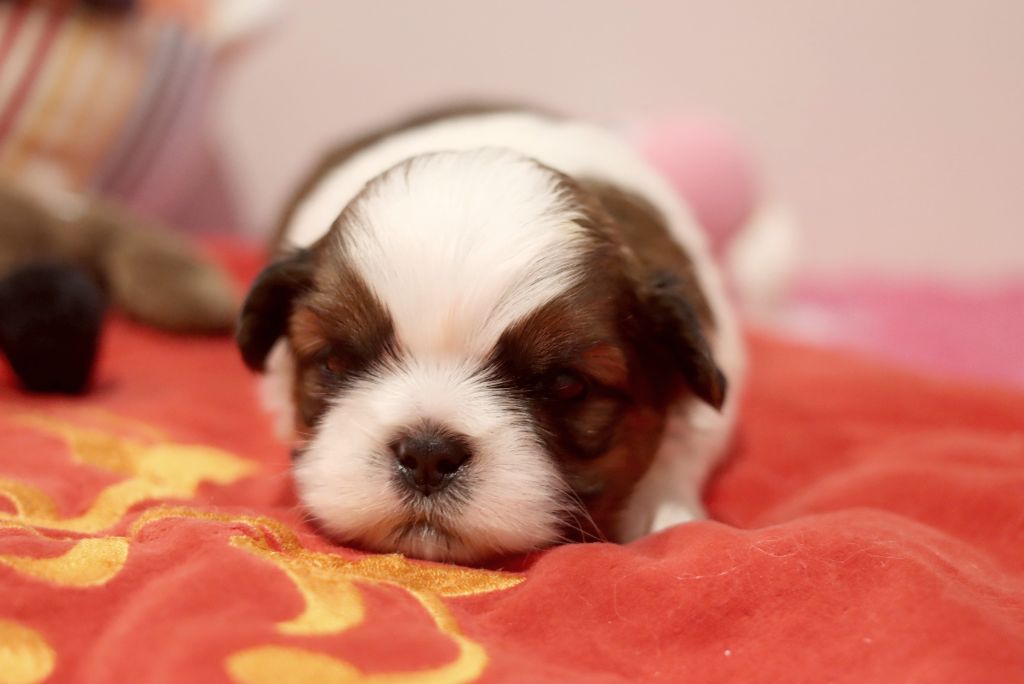 de la ferme des Mottes - Chiot disponible  - Shih Tzu