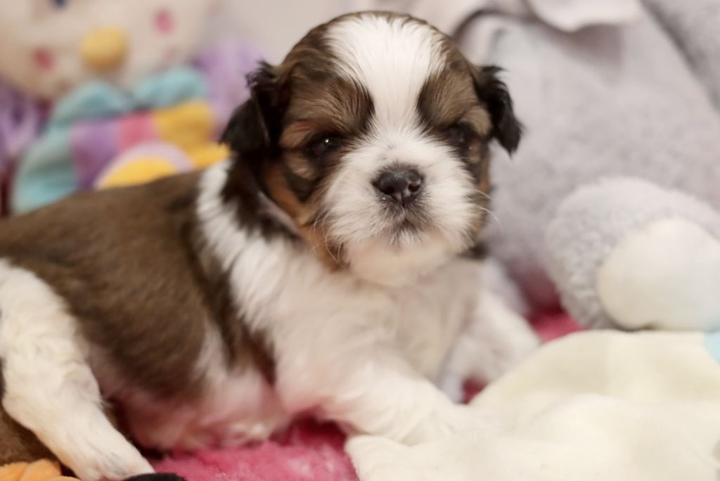 de la ferme des Mottes - Chiot disponible  - Shih Tzu