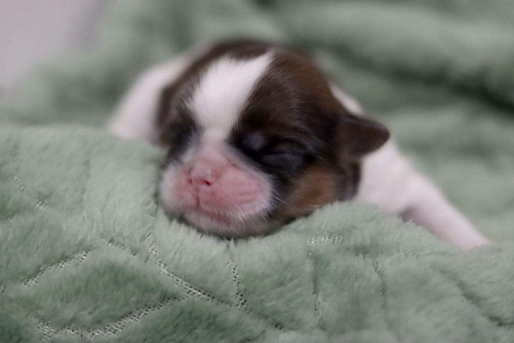 de la ferme des Mottes - Chiot disponible  - Shih Tzu