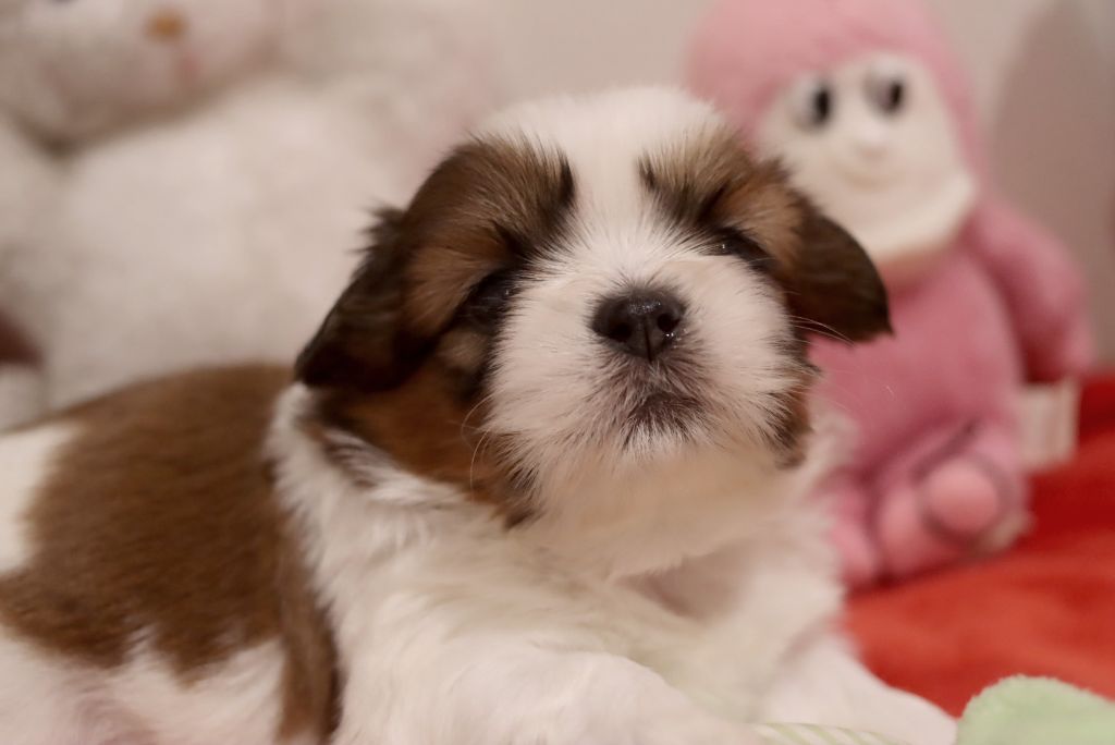 de la ferme des Mottes - Chiot disponible  - Shih Tzu