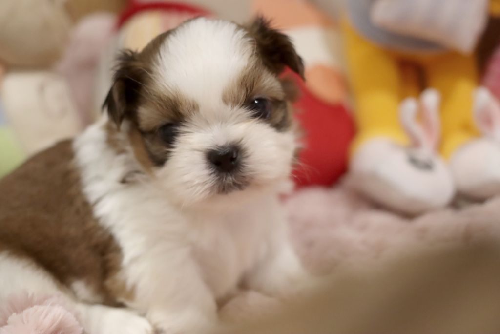 de la ferme des Mottes - Chiot disponible  - Shih Tzu