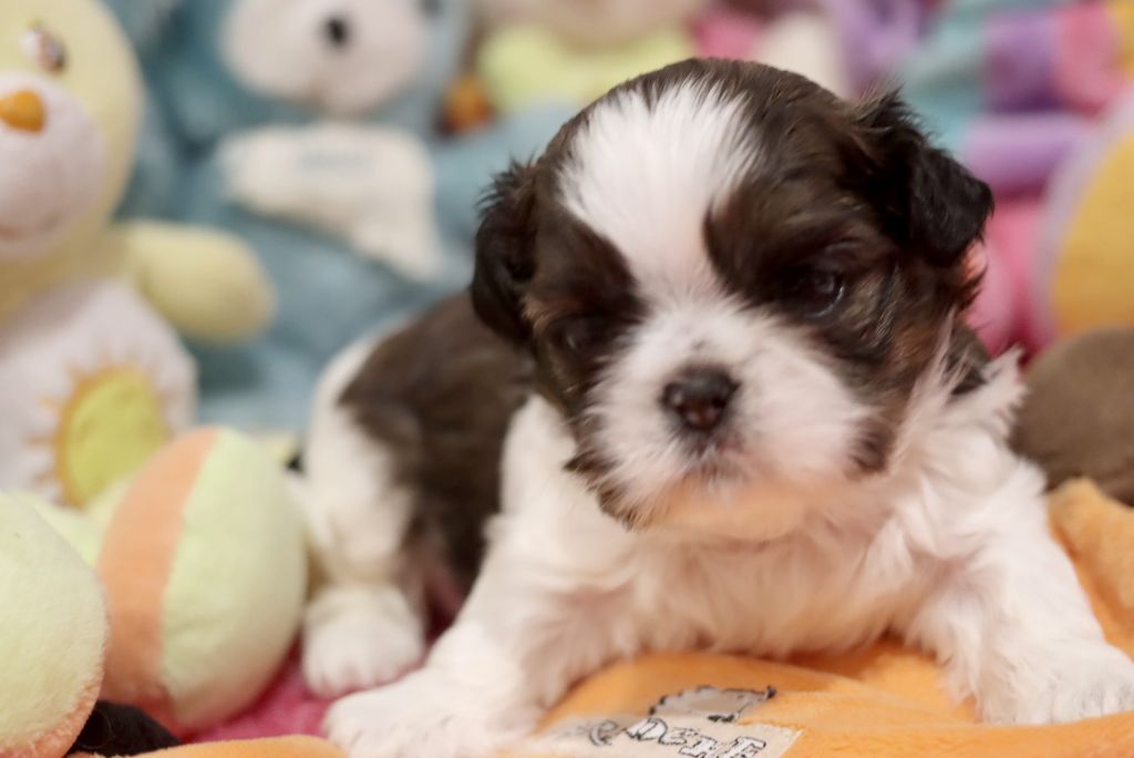 de la ferme des Mottes - Chiot disponible  - Shih Tzu