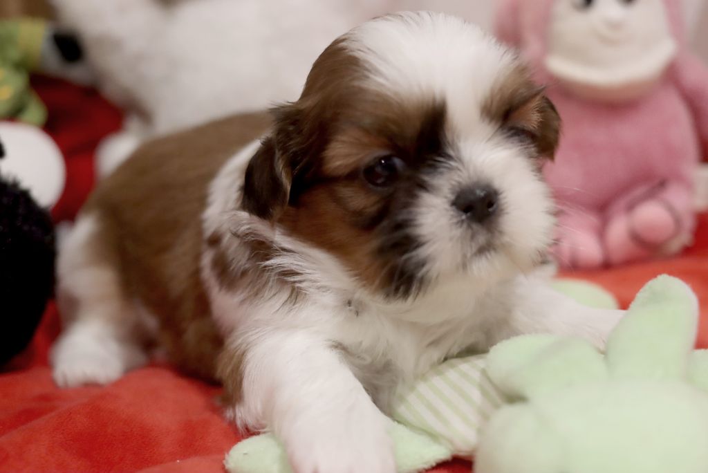 de la ferme des Mottes - Chiot disponible  - Shih Tzu