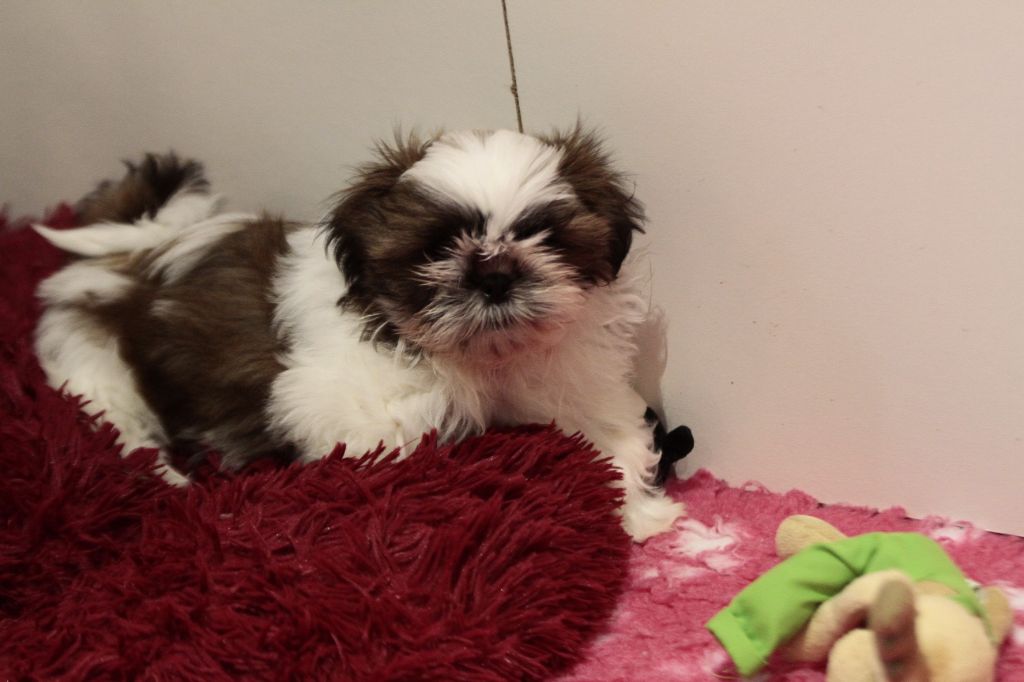 de la ferme des Mottes - Chiot disponible  - Shih Tzu