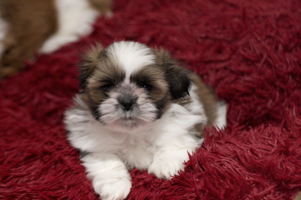 de la ferme des Mottes - Chiot disponible  - Shih Tzu