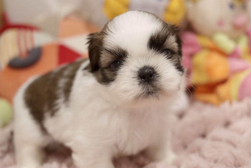 de la ferme des Mottes - Chiot disponible  - Shih Tzu