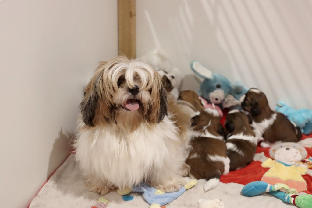 chiot Shih Tzu de la ferme des Mottes