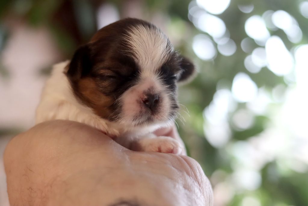 de la ferme des Mottes - Chiot disponible  - Shih Tzu