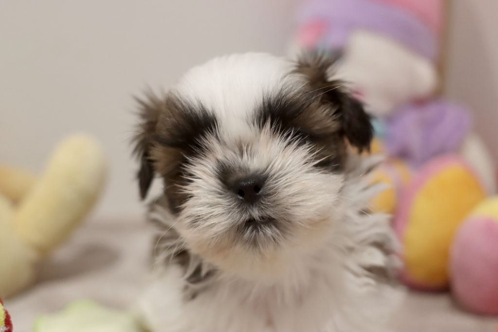 de la ferme des Mottes - Chiot disponible  - Shih Tzu