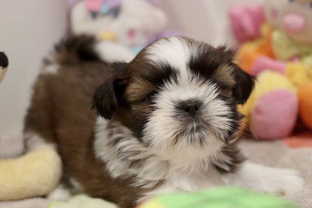 de la ferme des Mottes - Chiot disponible  - Shih Tzu