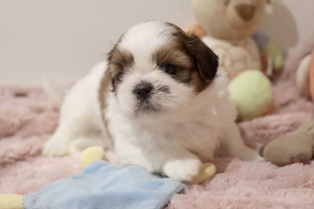 de la ferme des Mottes - Chiot disponible  - Shih Tzu