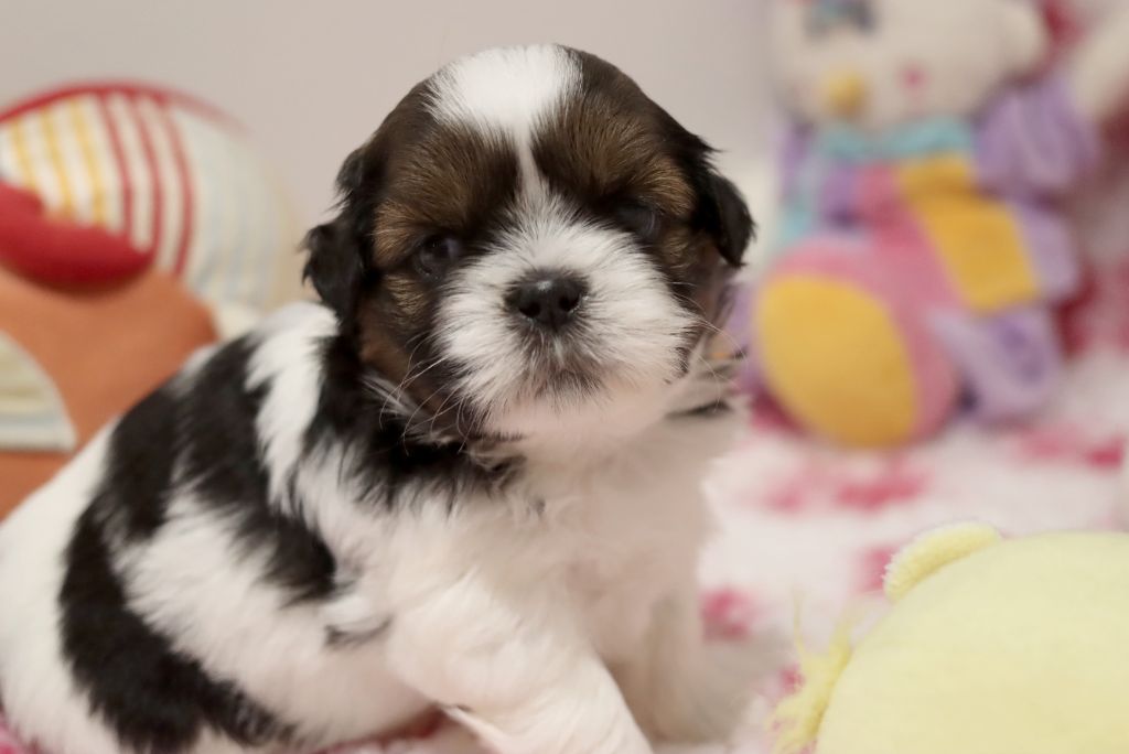 de la ferme des Mottes - Chiot disponible  - Shih Tzu