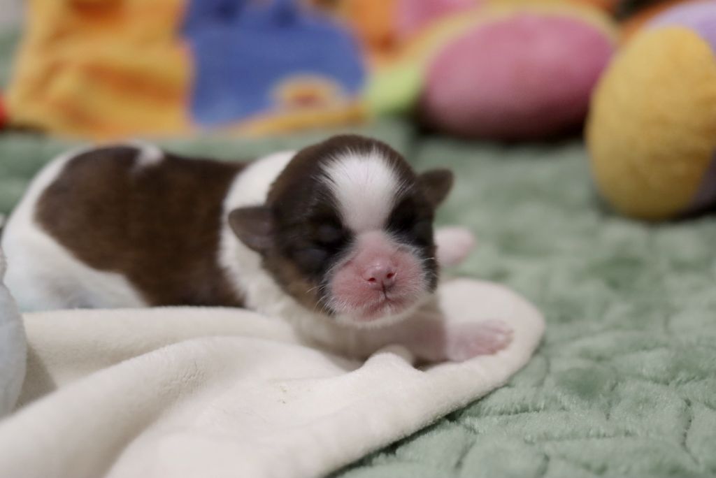 de la ferme des Mottes - Chiot disponible  - Shih Tzu