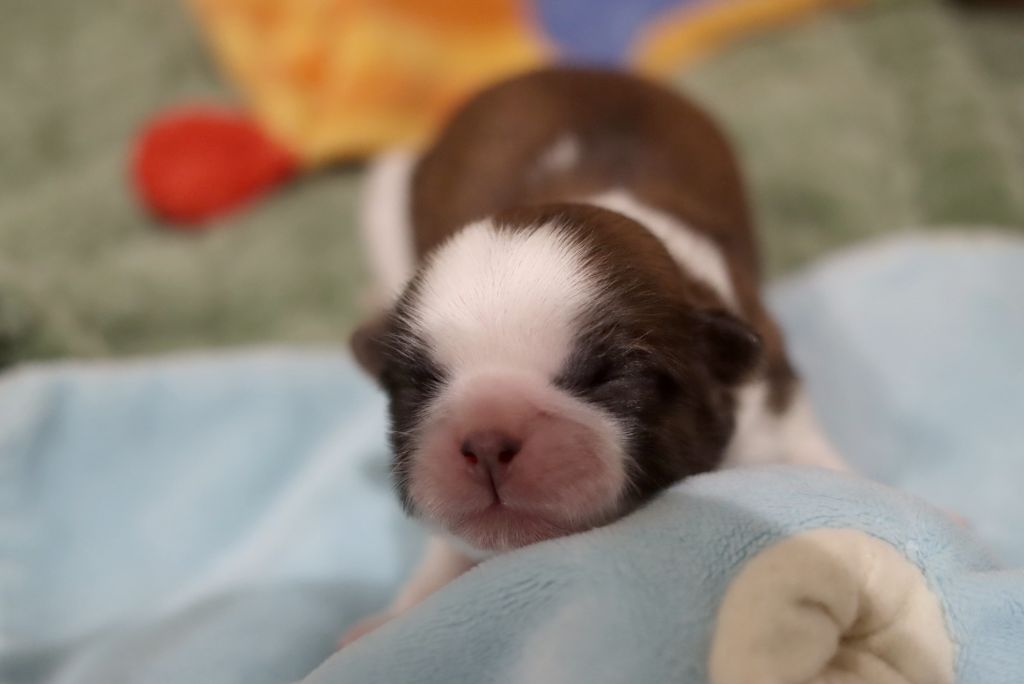 de la ferme des Mottes - Chiot disponible  - Shih Tzu