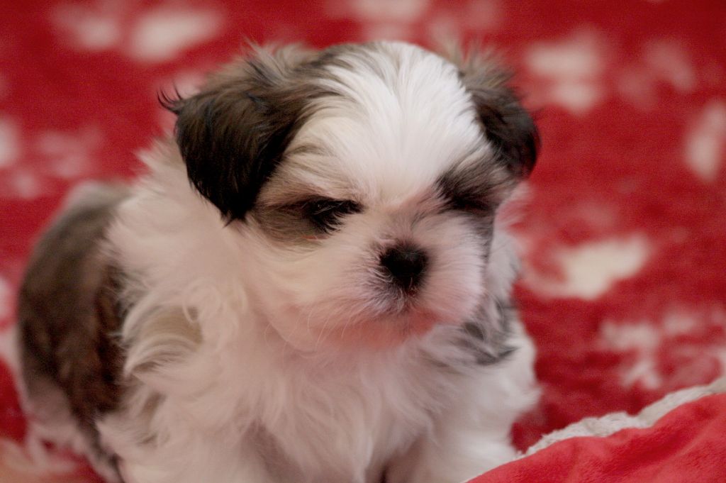 chiot Shih Tzu de la ferme des Mottes