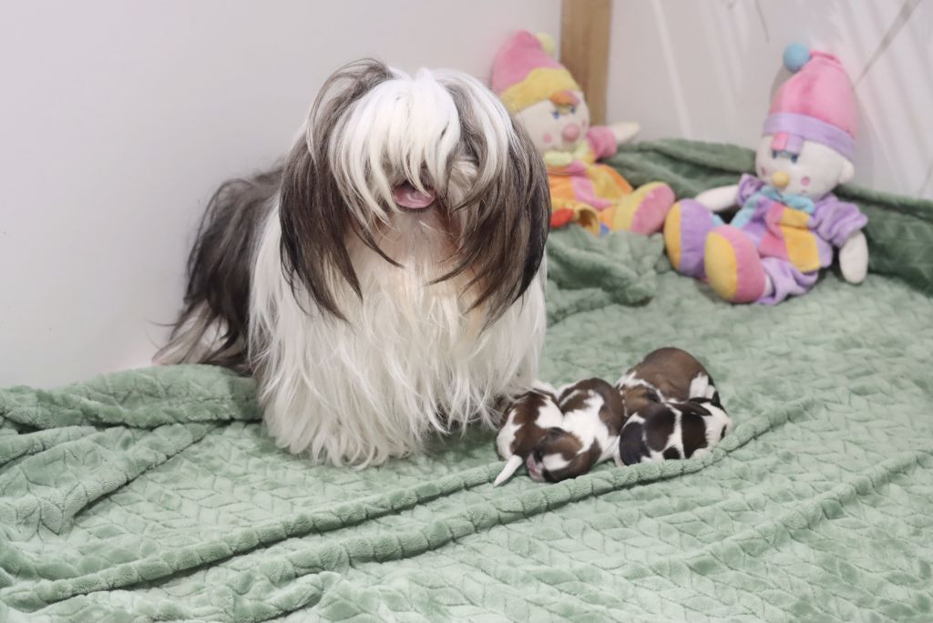 chiot Shih Tzu de la ferme des Mottes