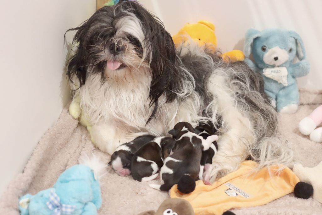 chiot Shih Tzu de la ferme des Mottes