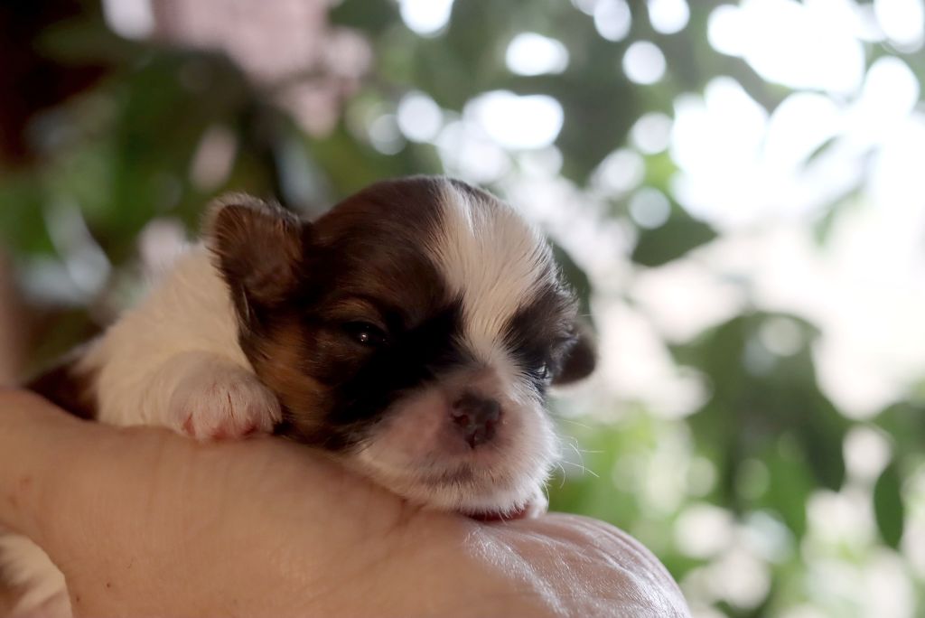 de la ferme des Mottes - Chiot disponible  - Shih Tzu