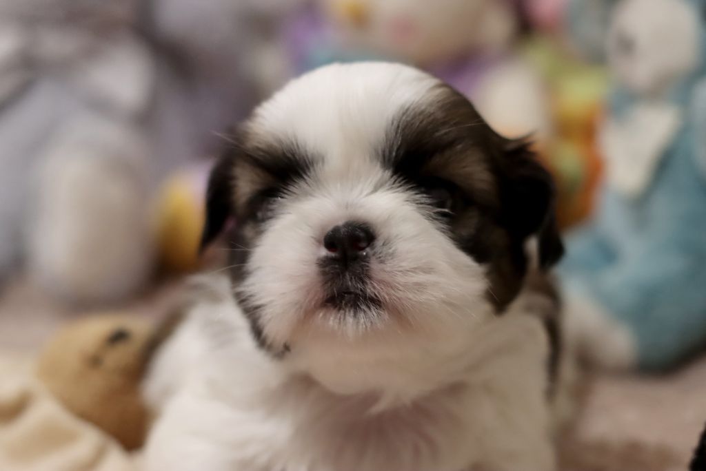 de la ferme des Mottes - Chiot disponible  - Shih Tzu