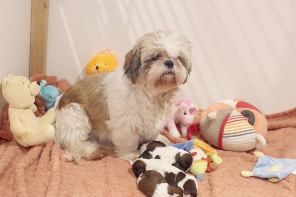 chiot Shih Tzu de la ferme des Mottes