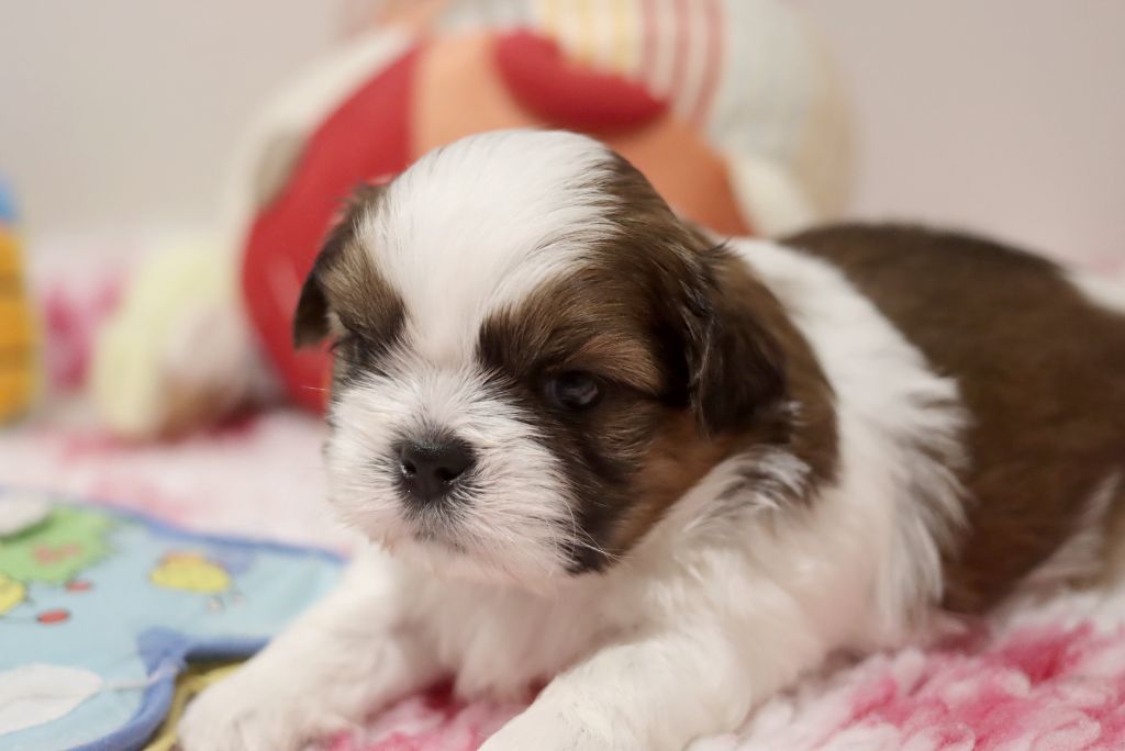 de la ferme des Mottes - Chiot disponible  - Shih Tzu