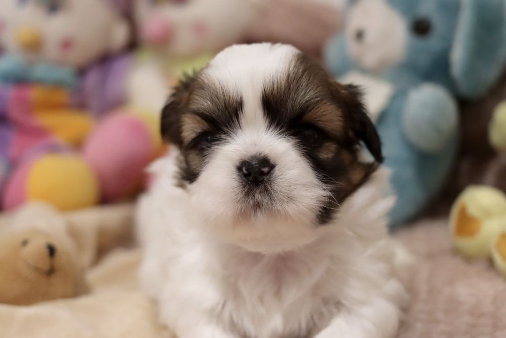 de la ferme des Mottes - Chiot disponible  - Shih Tzu