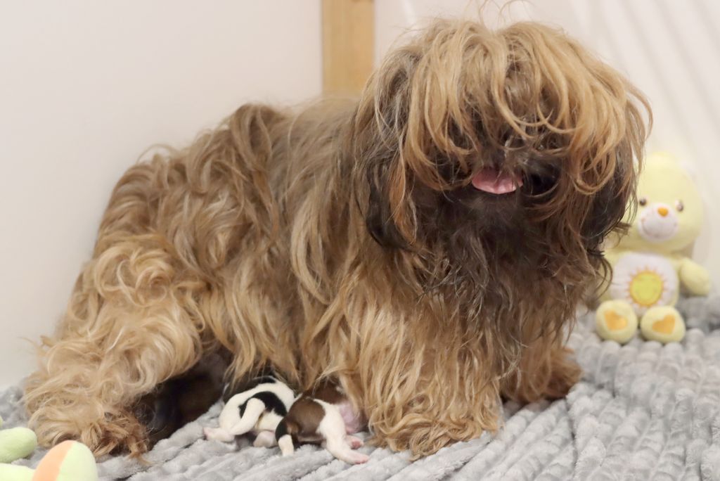 chiot Shih Tzu de la ferme des Mottes