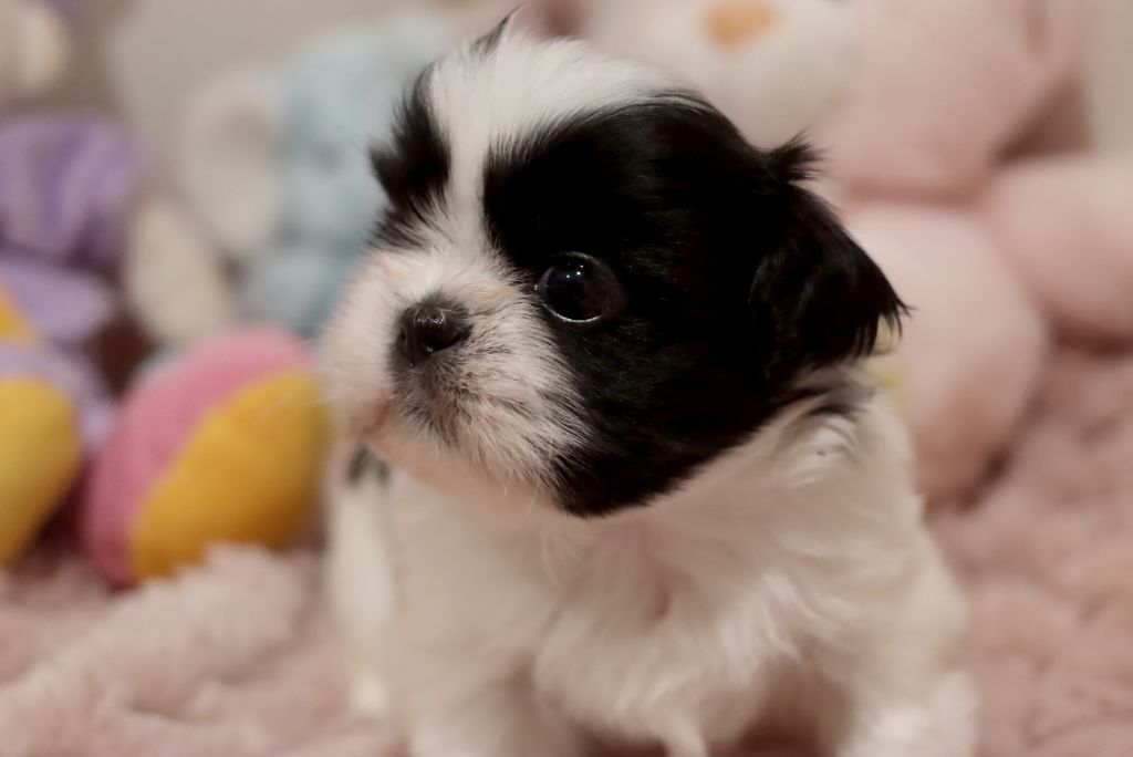 de la ferme des Mottes - Chiot disponible  - Shih Tzu