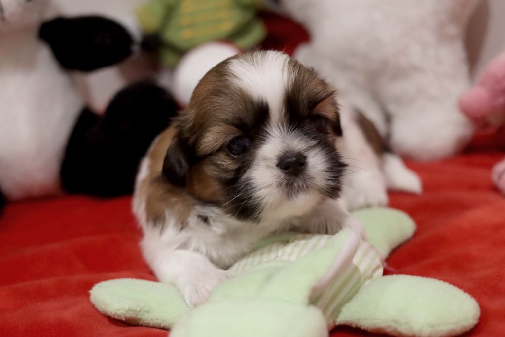 de la ferme des Mottes - Chiot disponible  - Shih Tzu