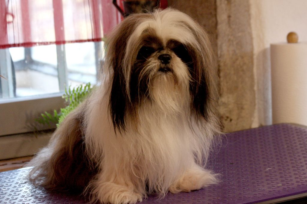 Rollo Des Douces Folies d'Asie