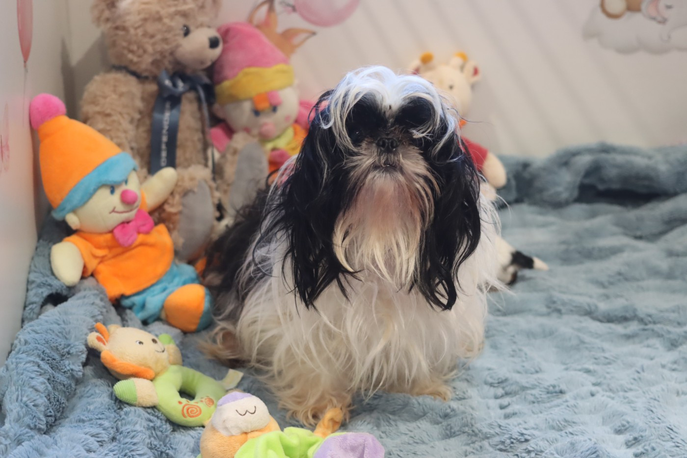 VIOLETTE de la ferme des Mottes